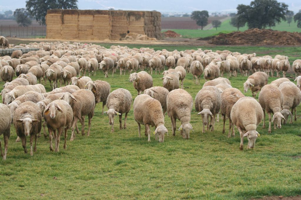 Rebaño de ovejas pastando